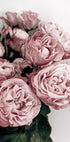 Elegantes Poster mit rosa Rosen - Posterbox.dk