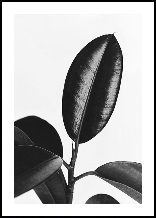 Ficusblätter in Schwarz-Weiß-Poster - Posterbox.dk