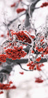 Poster mit gefrosteten roten Beeren auf Winterzweigen - Posterbox.dk