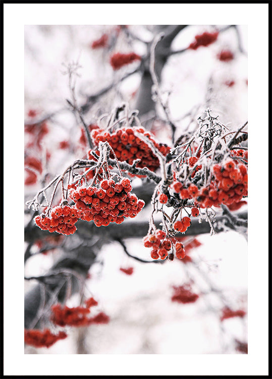 Poster mit gefrosteten roten Beeren auf Winterzweigen - Posterbox.dk