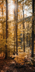 Poster „Goldener Herbstwald“ - Posterbox.dk