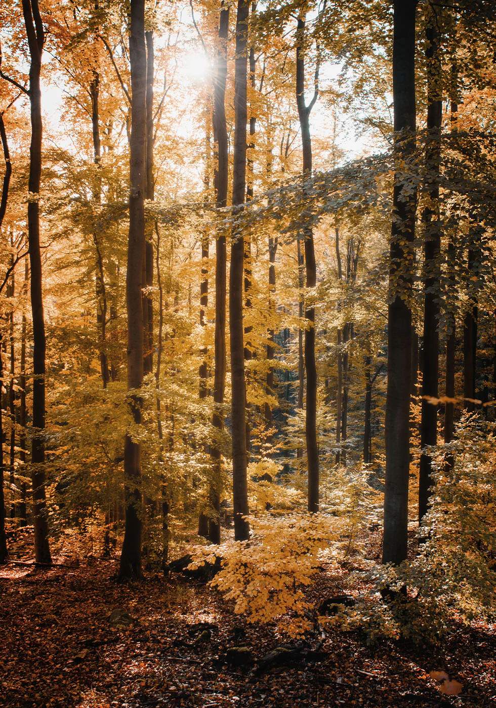 Poster „Goldener Herbstwald“ - Posterbox.dk