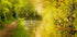 Golden River Path Plakat - Posterbox