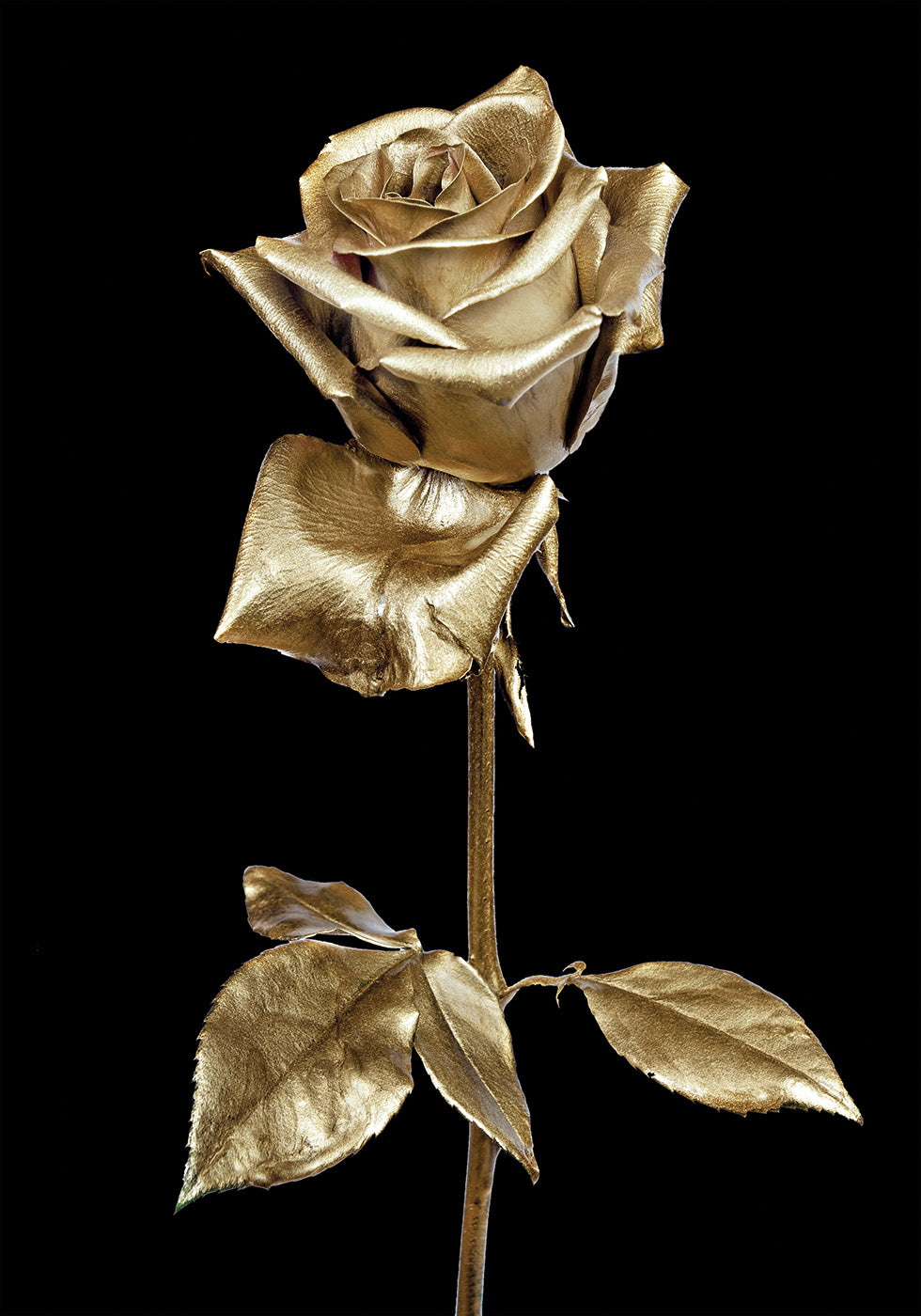 Goldene Rose Poster - Posterbox.dk