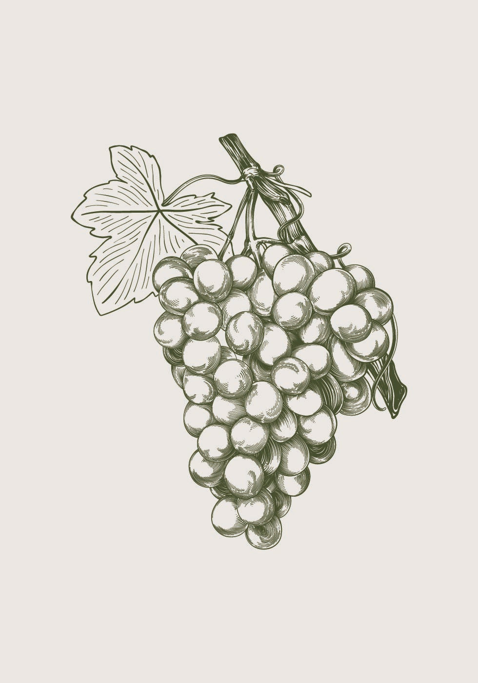 Trauben-Botanisches Poster - Posterbox.dk