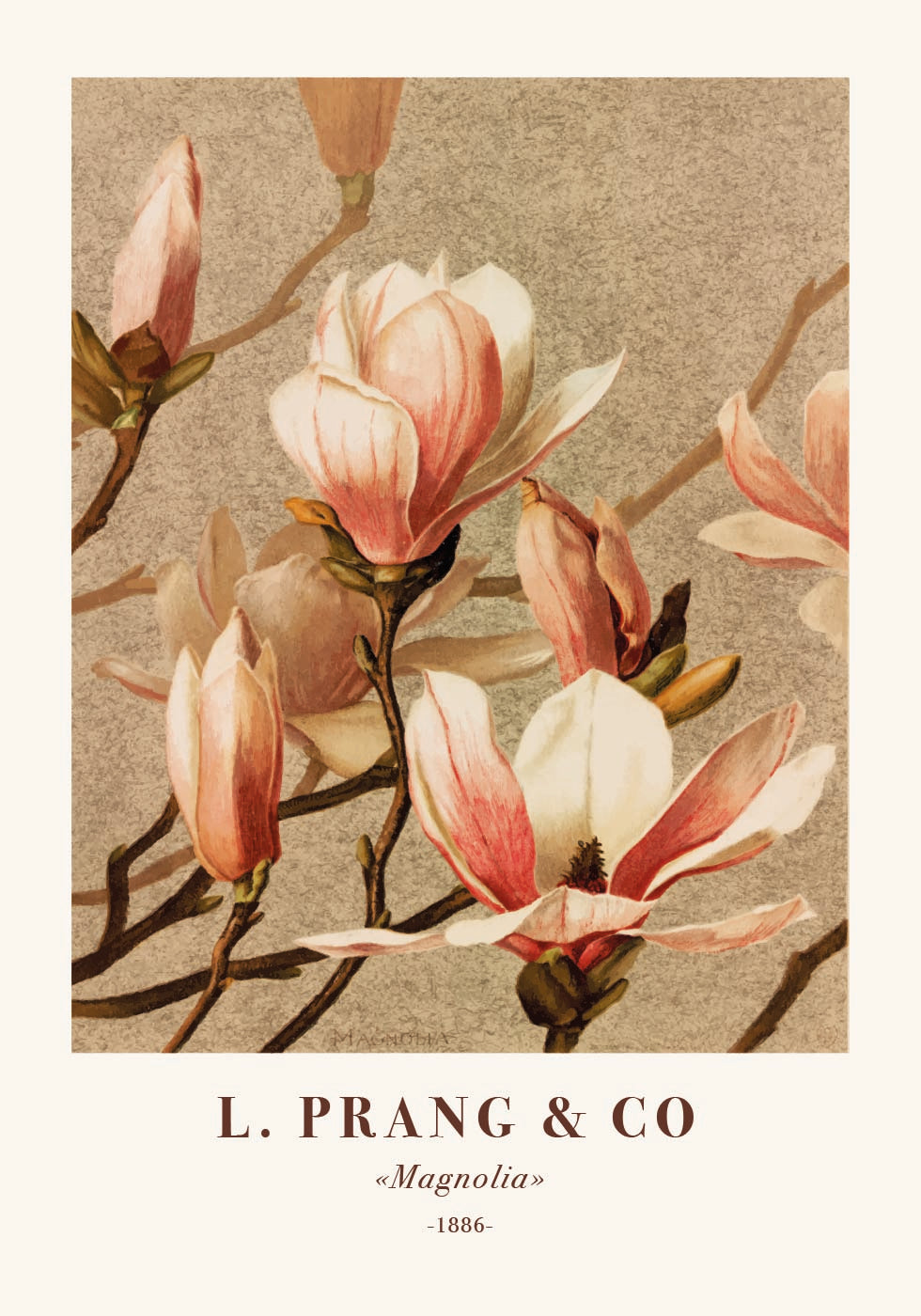 L. Prang & Co., Magnolia Poster - Posterbox.dk