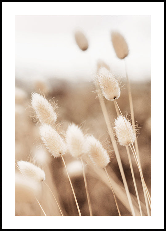 Lagurus-Poster - Posterbox.dk