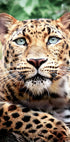 Leopard-Nahaufnahme-Poster - Posterbox.dk