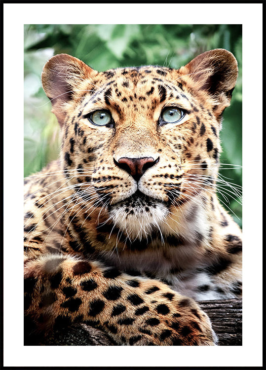 Leopard-Nahaufnahme-Poster - Posterbox.dk