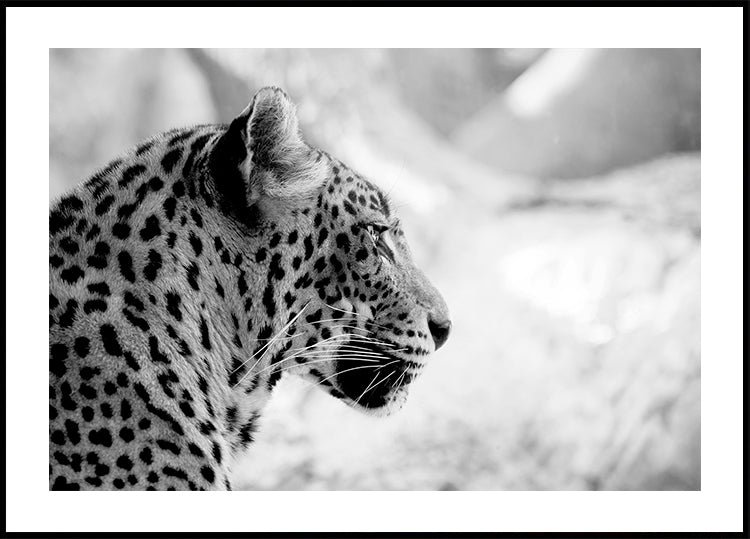 Leopard in Profile, Black & White Plakat - Posterbox