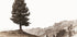 Einsame Schweizer Kiefer in den Alpen Poster - Posterbox.dk