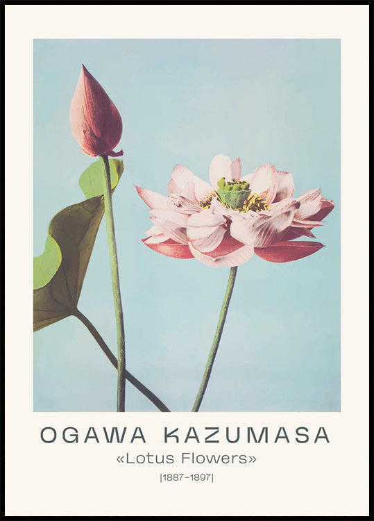 Lotusblumen Vintage Botanical, Ogawa Kazumasa 1887–1897 Poster - Posterbox.dk
