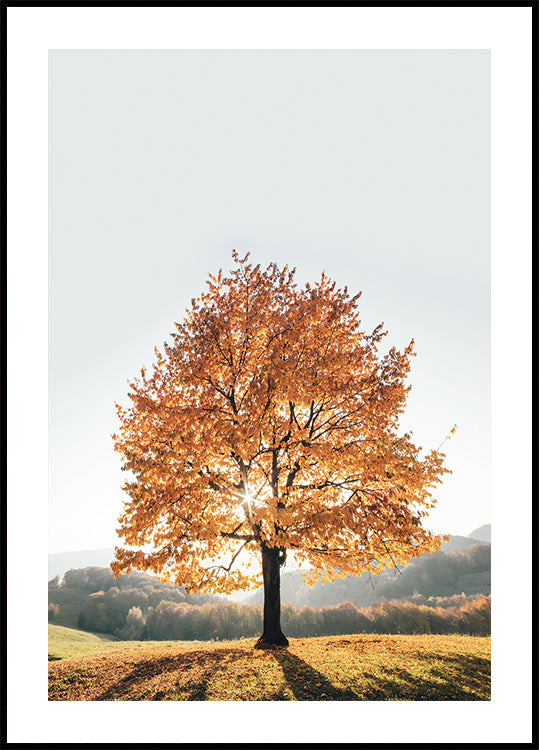Poster „Majestätischer Herbstbaum“ - Posterbox.dk