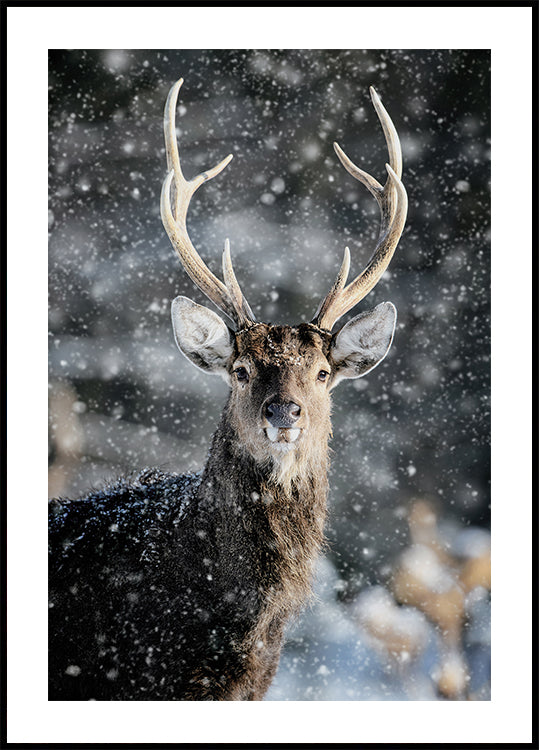 Majestätischer Hirsch im Schnee Nr. 2 Poster - Posterbox.dk