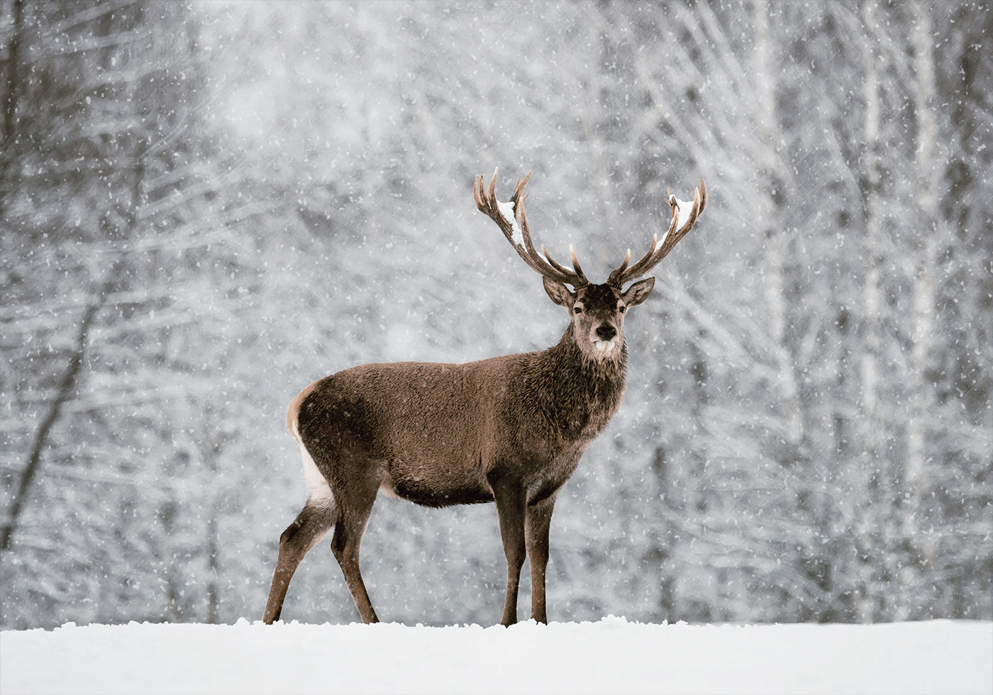 Majestätische Hirsche im verschneiten Wald Poster - Posterbox.dk