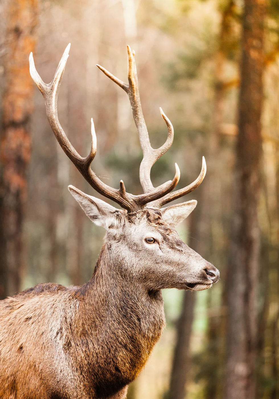 Majestätisches Rotwild-Hirsch-Poster - Posterbox.dk