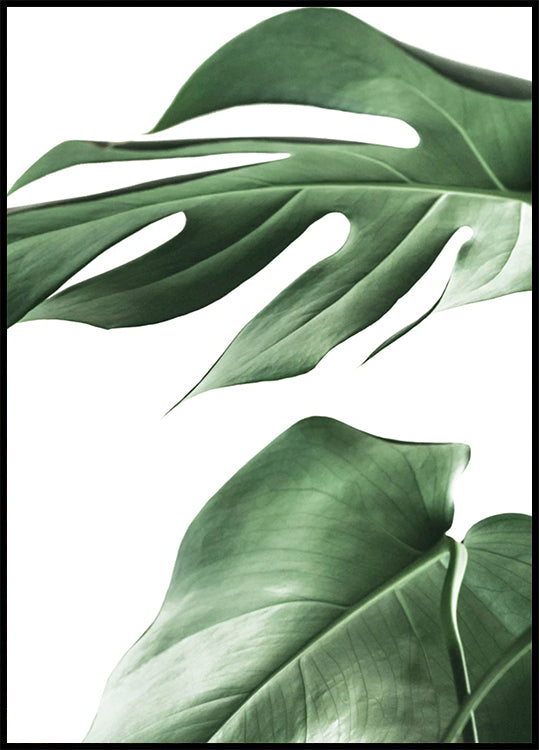 Monstera-Blätter-Poster - Posterbox.dk