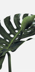 Monstera-Pflanze Nr. 1 Poster - Posterbox.dk