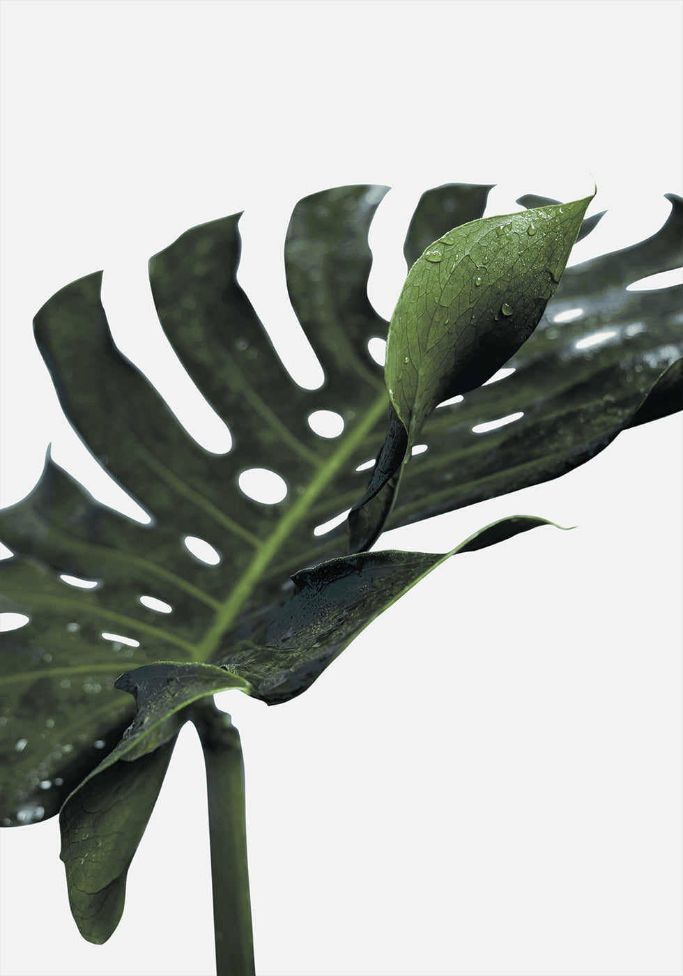 Monstera-Pflanze Nr. 1 Poster - Posterbox.dk