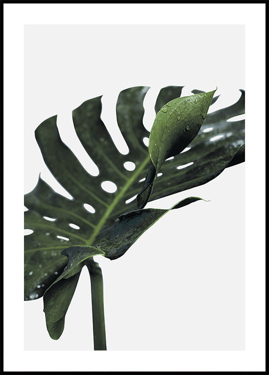 Monstera-Pflanze Nr. 1 Poster - Posterbox.dk