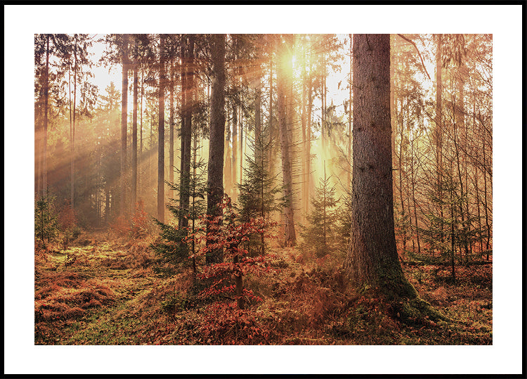 Geheimnisvolles Licht des Herbstwaldes Poster - Posterbox.dk