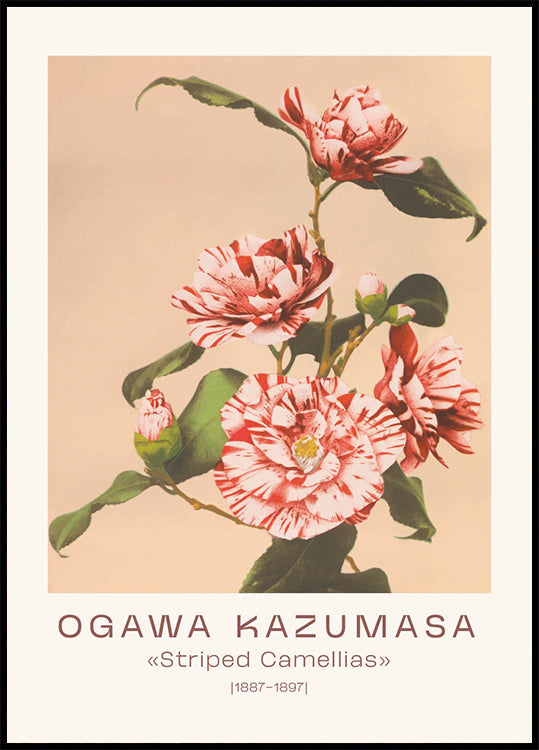 Ogawa Kazumasa, gestreifte Kamelien Poster - Posterbox.dk