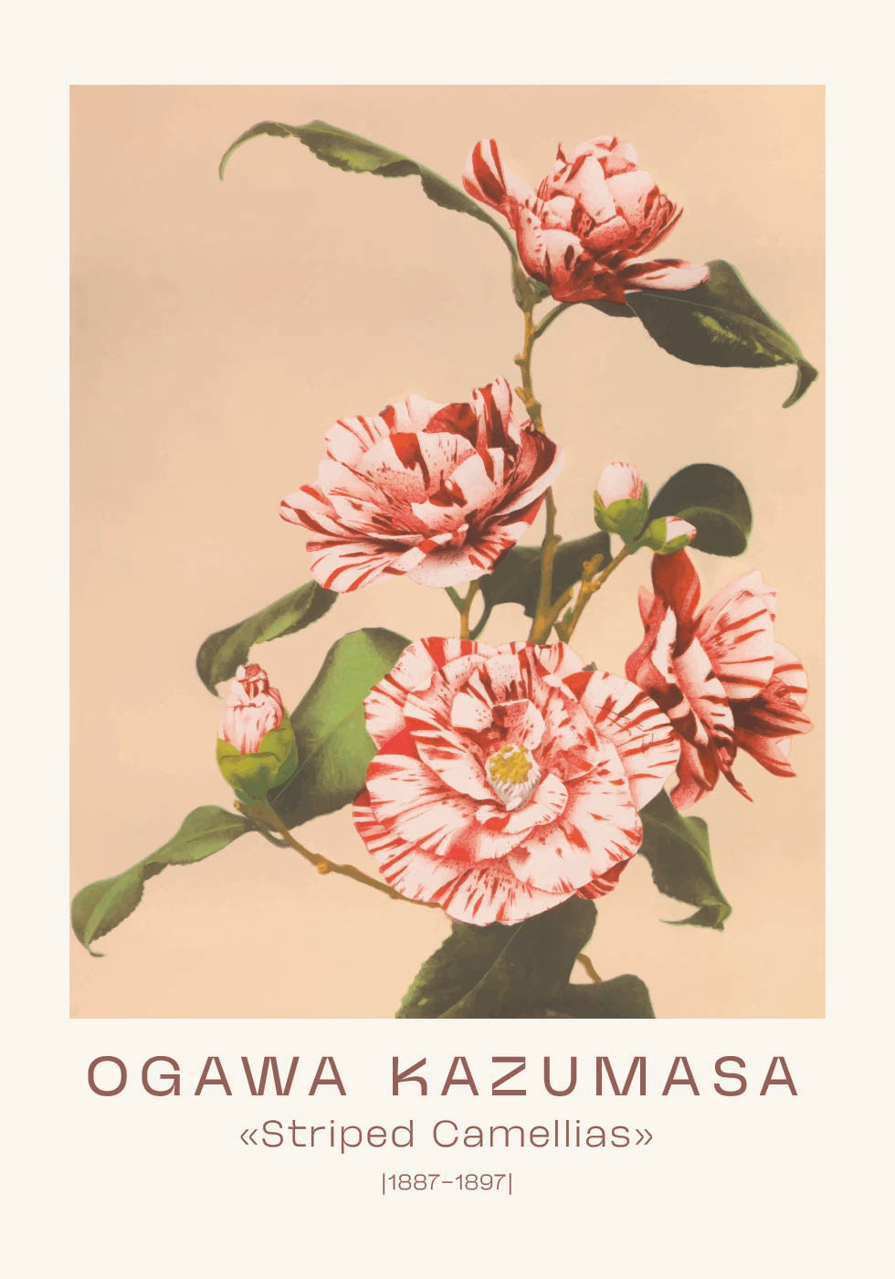 Ogawa Kazumasa, gestreifte Kamelien Poster - Posterbox.dk