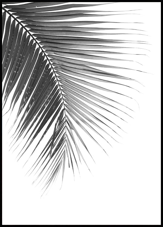 Palmblatt in Monochrom Poster - Posterbox.dk