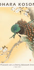 Pfau auf einem Kirschblütenbaum, japanischer Holzschnitt von Ohara Koson Poster - Posterbox.dk