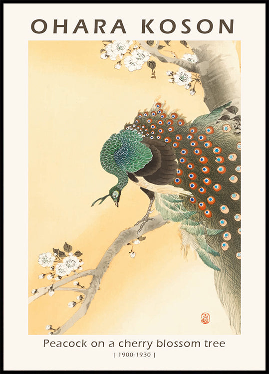 Pfau auf einem Kirschblütenbaum, japanischer Holzschnitt von Ohara Koson Poster - Posterbox.dk