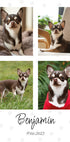 Haustier-Fotocollage Persönlich – Posterbox