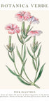 Rosa Dianthus Botanisches Poster - Posterbox.dk