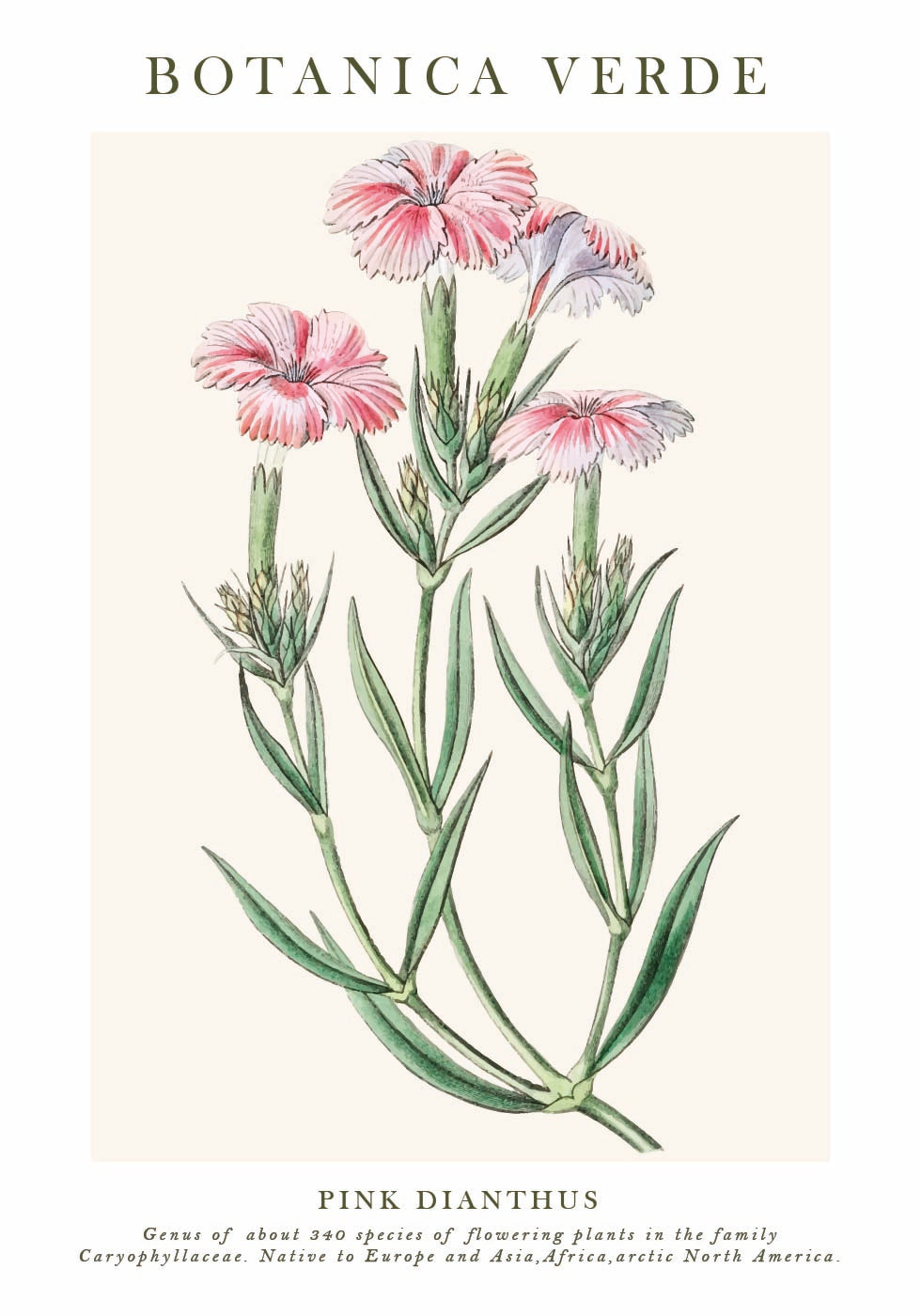 Rosa Dianthus Botanisches Poster - Posterbox.dk