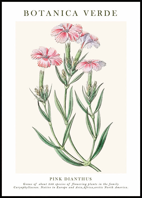 Rosa Dianthus Botanisches Poster - Posterbox.dk