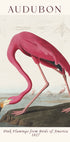 Pink Flamingo Birds of America, Audubon 1827 Poster - Posterbox.dk