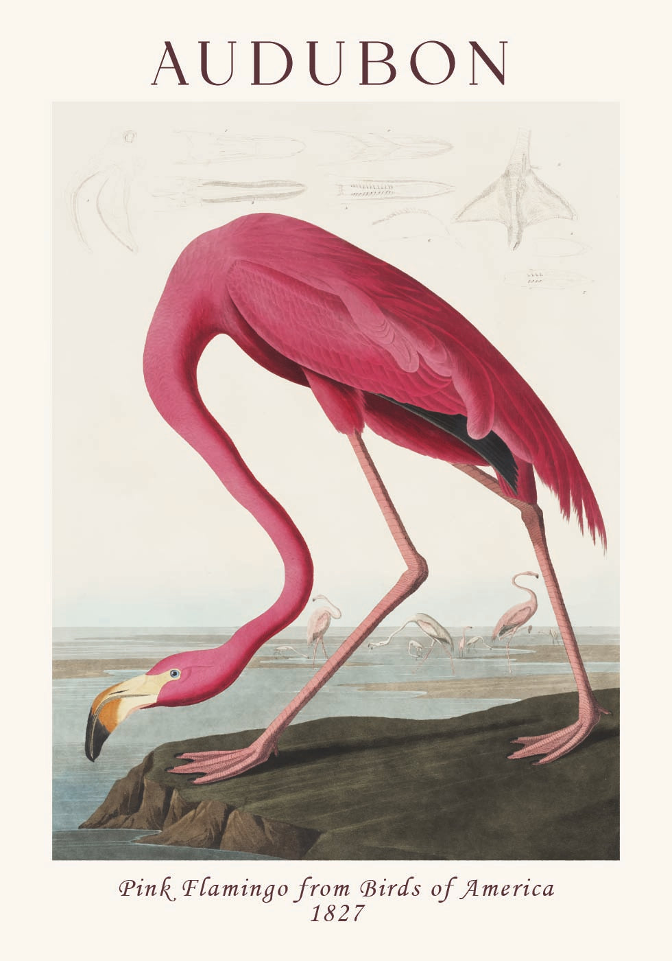 Pink Flamingo Birds of America, Audubon 1827 Poster - Posterbox.dk