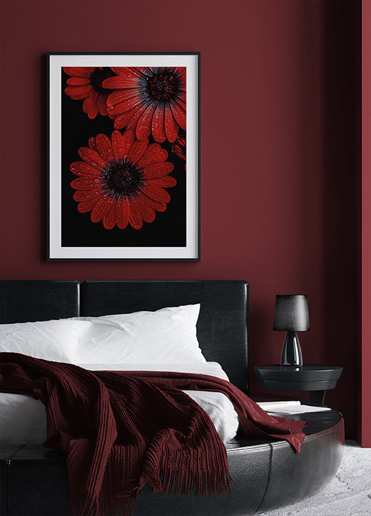 Rote Dimorphotheca-Blüten mit Wassertropfen Poster - Posterbox.dk