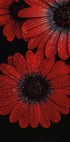Rote Dimorphotheca-Blüten mit Wassertropfen Poster - Posterbox.dk