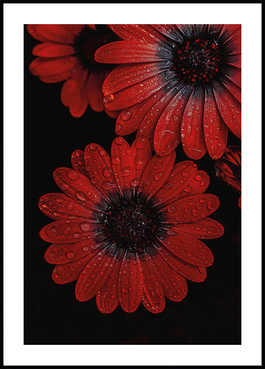 Rote Dimorphotheca-Blüten mit Wassertropfen Poster - Posterbox.dk