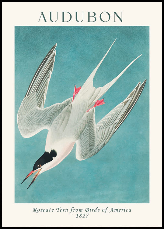 Rosenseeschwalbe von Birds of America Audubon Poster - Posterbox.dk
