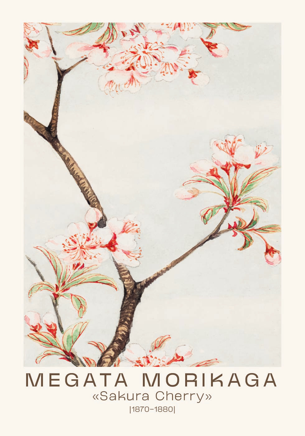Japanische Sakura-Kirschblüte, Megata Morikaga 1870–1880 Poster - Posterbox.dk
