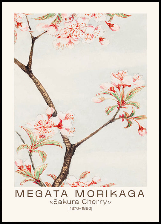 Japanische Sakura-Kirschblüte, Megata Morikaga 1870–1880 Poster - Posterbox.dk