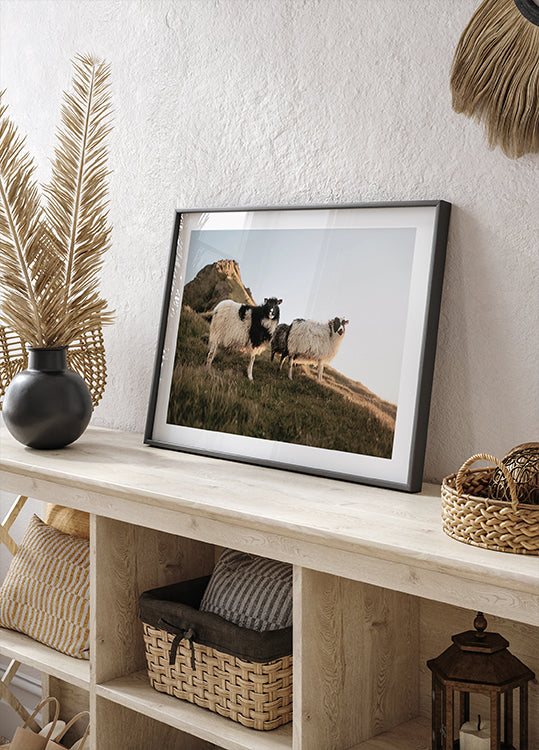 Schafe von Island Poster - Posterbox.dk