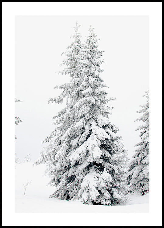Poster „Schneebedeckte Kiefern“ - Posterbox.dk