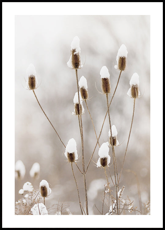 Poster mit verschneiten Trockenblumen - Posterbox.dk