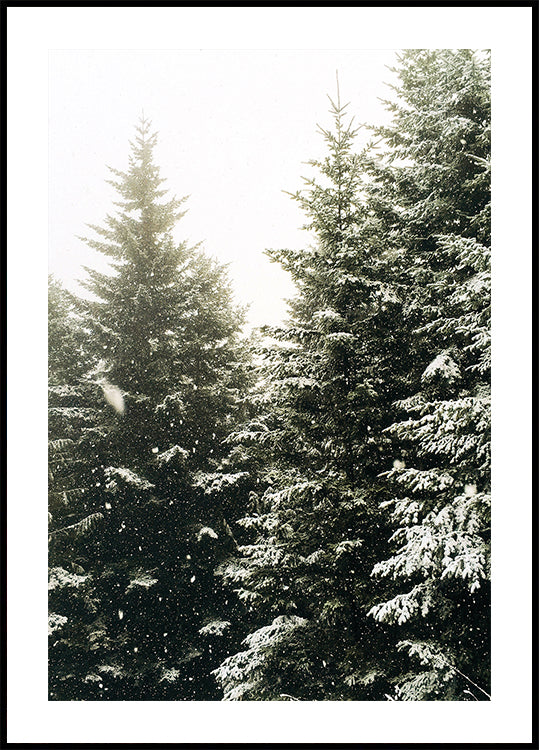 Poster „Verschneiter immergrüner Wald“ - Posterbox.dk