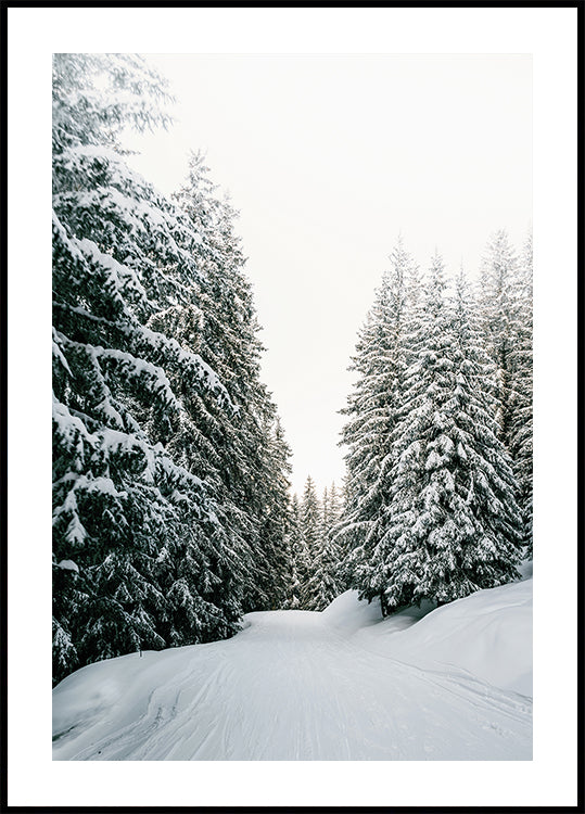 Verschneite Straße durch immergrünen Wald Poster - Posterbox.dk