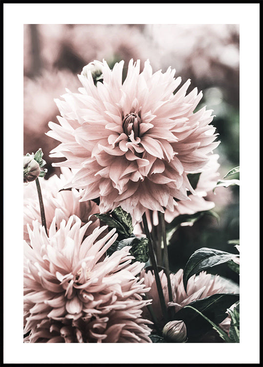 Soft Dahlia Bloom Poster - Posterbox.dk