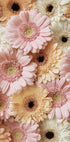 Zartes Gerbera-Poster - Posterbox.dk