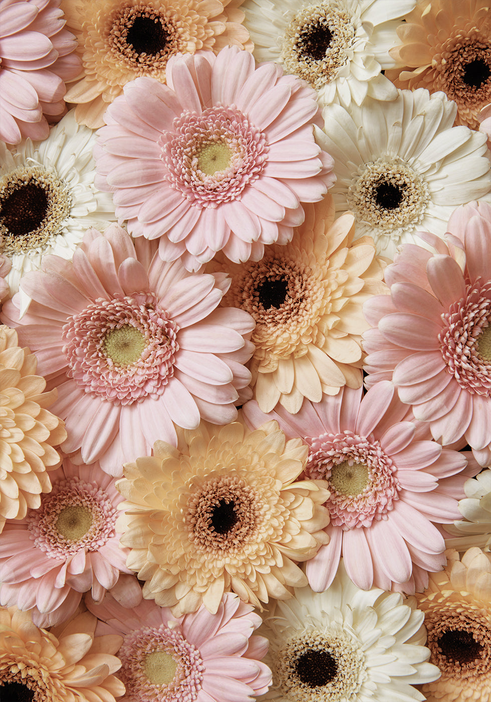 Zartes Gerbera-Poster - Posterbox.dk